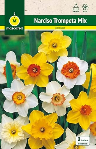 Mascarell Semillas, NARCISOS TROMPETA MEZCLA DE COLORES, Semillas Bulbosas, Bulbos de Flores Otoño Fácil de Cultivar, Bolsa 5 Bulbos