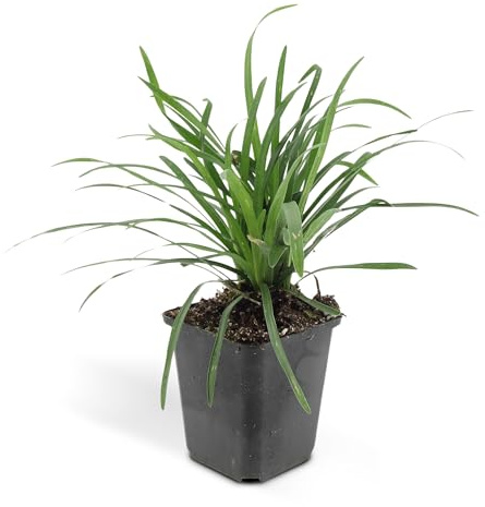 Bodendecker - Lilientraube - Liriope muscari 'Big Blue' - 9cm Topf - Set mit 12 Pflanzen