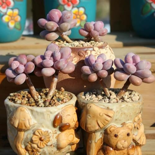 semillas de sedum, jardín de rocas resistentes de sedum, mezcla, balcón resistentes de sombra, 300pcs