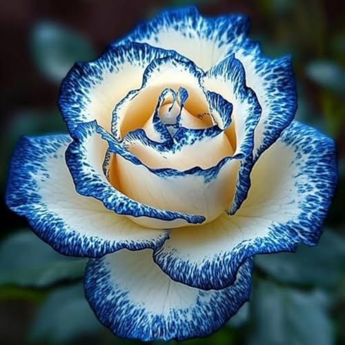 Exklusive, Winterharte, Rosen Vielfarbige, Pflegeleichte, Sehr Bienenfreundlich, Top - Garten, Das Bunt Gemischte, Luftreinigende Zimmer - -5bulbs-H