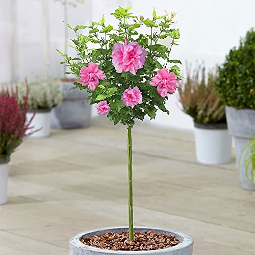 Hibiscus Ardens - Rose of Sharon | Laubabwerfender Topfbaum für Gärten & Terrassen