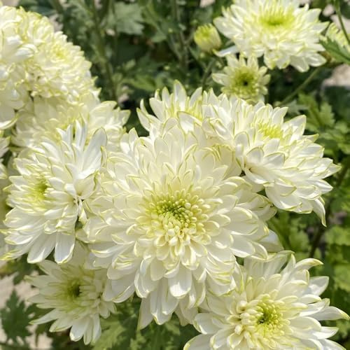 Semi di crisantemo, da balcone giardino di decorazione del soggiorno serre da balcone vecchie varietà semi di selvatici 100pcs