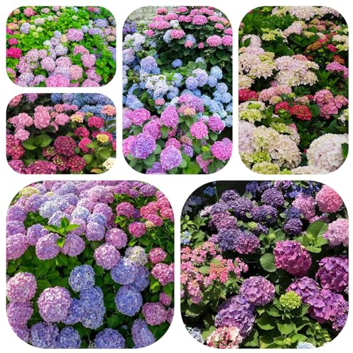 semillas de hortensia, trepadoras raras exterior del jardín de rocas jardín en el balcón balcón interior invernaderos 100pcs