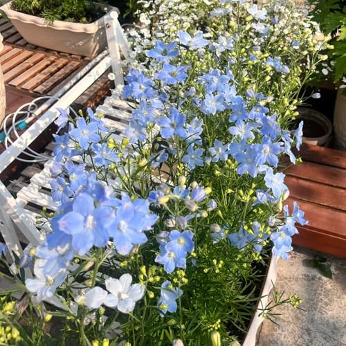 Semi di Delphinium-da giardino decorative per luoghi soleggiati regali per gli amanti del giardino 250pcs