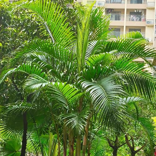 semillas de palma areca extraño Decoraciones jardín exteriores resistentes en exteriores balcón bancal elevado 25pcs