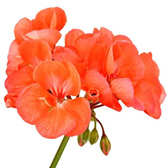 Geranium Plants, 'Orange', 20 x Full Plant Pack, Geraniums, Flowers, Garden Ready and Ready to Plant, Premium Quality Bedding Plants