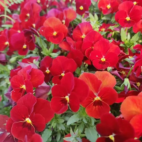 pensamientos Cobertura perenne resistente semillas de prados de silvestres prado silvestres, siembra otoño, perenne reales arbusto mariposas 900pcs