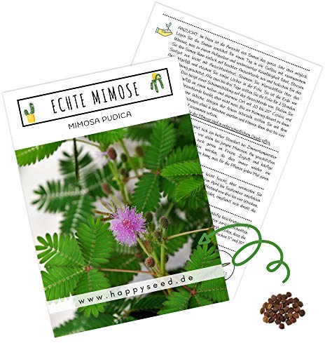 Echte Mimose Samen (Mimosa Pudica) mit hoher Keimrate - Pflanzen Samen für vielblütige & bewegungsfrohe Mimosen