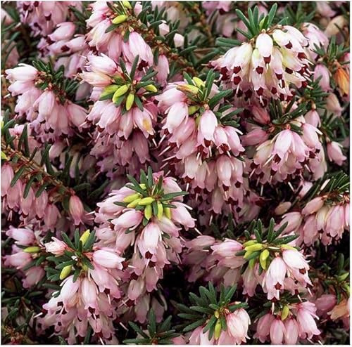 GrowOn Shrubs [x4] Heather Erica x Darleyensis 'Jenny Porter' | Multi-Pack | Evergreen Shrubs | Outdoor Garden Ready Plants | Winter to Spring Flowering | Pale Lilac-Pink Flowers