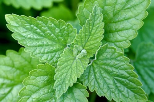 Buy4seeds 500 Seeds Organic Catnip Catmint Nepeta cataria Useful for Garden and Outdoor