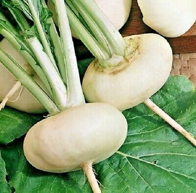 Buy4seeds 1000 Seeds Turnip - Milan White Easy to Grow