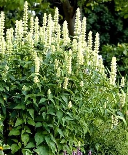 HISOPO GIGANTE BLANCO MEXICANO - Agastache mexicana 20+ semillas F 263