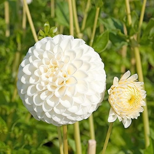 dalie resistenti da giardino e da balcone tuberi di dalia decorazione giardino in miniatura selvatici balcone primaverili, decorative in vaso di 1bulbi