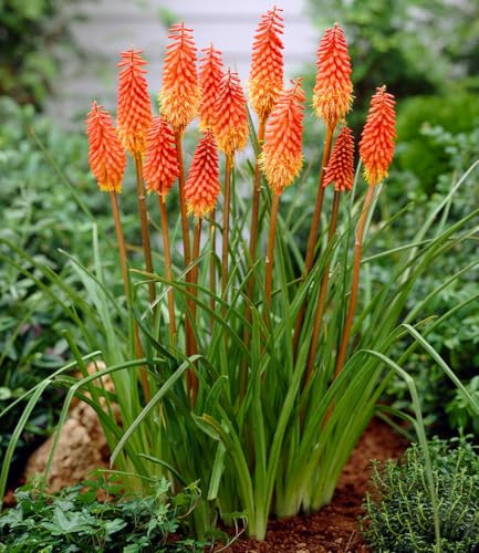 BALDUR Garten 1x Kniphofia 'Alcazar', Pflanze im 9x9 cm-Topf | attraktiver Dauerblüher, Blüten wie leuchtende Fackeln, mehrjährig, winterhart & pflegeleicht