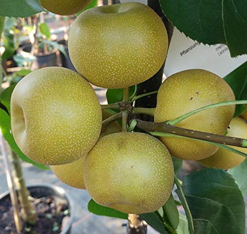 Nashi `Kosui´, Asienbirne, Pyrus pyrifolia, Buschbaum (kleinbleibend), 120-140cm im Topf