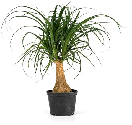 Nolina Recurvata la Planta Natural que Transformará tu Hogar en un Edén Exótico