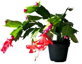 Schlumbergera en Maceta – Cactus de Navidad – Planta Viva para Regalar y Embellecer Hogares