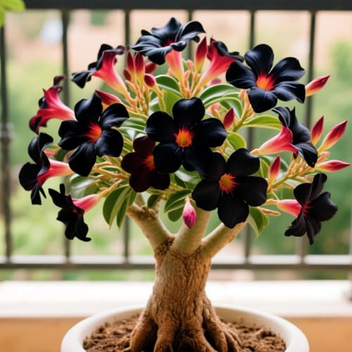 Eccellente Rosa del Deserto bulbi,piante Resistenti perenni,bulbi da fiore a fioritura,adatti per la semina immediata,Adenium Obesum, pianta vera(non artificiali)-4 bulbi-E