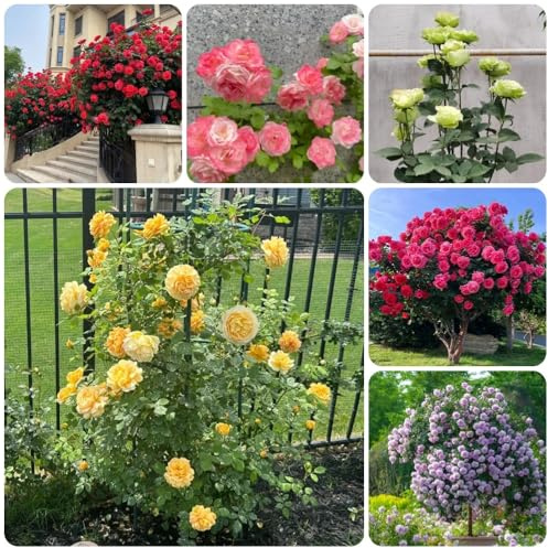 semillas de rosal, semillas de para invitados Semillas de rosa chinensis, variedades antiguas silvestres de jardín perennes 400pcs