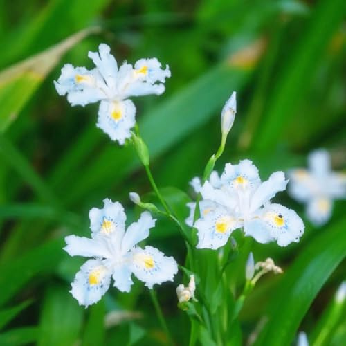 bulbos de iris resistentes, jardín balcón, perennes exóticas 2pcs