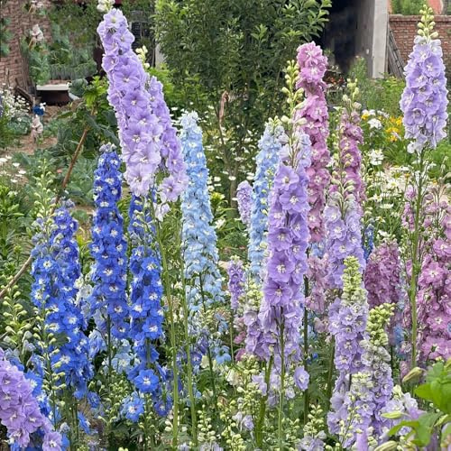 rittersporn - wildblumen exotische blumenbeet ritterspornsamen bio balkon blumendeko balkon blumenwiese topfblumen frühlingsblume winterharte kübelpflanzen kletterpflanzen 250samen