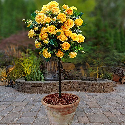 YouGarden x 2 Yellow Rose Bushes 60cm Tall. Bare Root Rose Bushes for Outdoor. Ready to Plant Roses. Disease Resistant Easy to Grow Outdoor Plants for Gardens Patio Plants