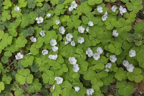 Lange BlüTezeit, Winterhart/, Pflegeleicht, Mehrjährig Große, Hoher Zierwert, (Stauden/Staude/), BlüHend, -6 Oxalis-E