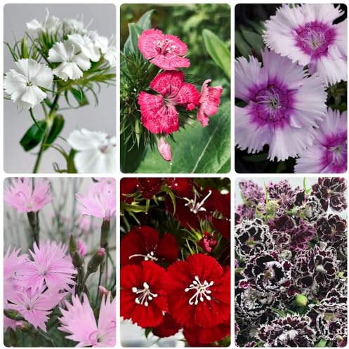 Bartnelken Mehrjährig, garten Dianthus, Dianthus chinensis, wohnzimmer deko 450Samen