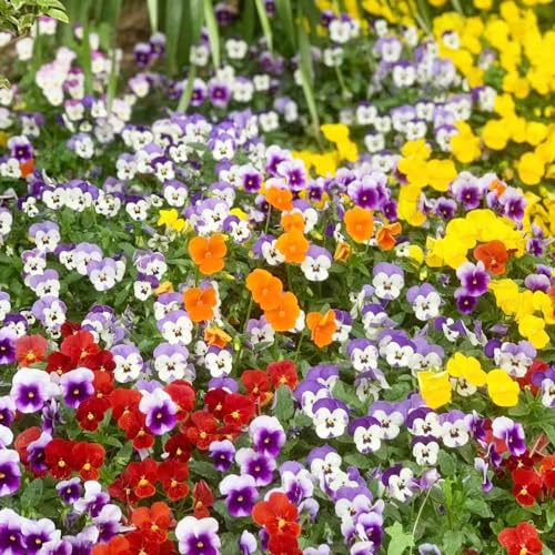 stiefmütterchen - dekopflanzen gartenpflanzen bodendecker winterhart mehrjährig topfpflanze winterharte kübelpflanzen pflanzensamen mehrjährige stauden winterhart blumensamen balkon 250samen