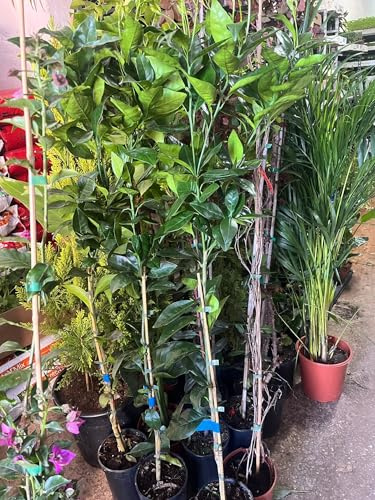 Planta de Naranjo Sanguinelli Cítrico, Árbol Frutal en Maceta, Ideal para Jardín y Balcón