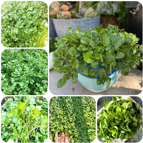 Acquista semi di crescione semi di piante in vaso balcone serra vaso per piante pianta perenne resistente tappezzante d'appartamento ortaggi ortaggi resistenti in erbe aromatiche 350pcs