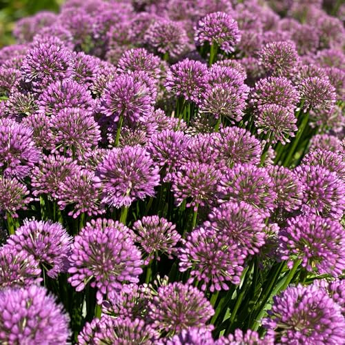 Allium Millenium - Ail d'ornement rustique pour l'extérieur