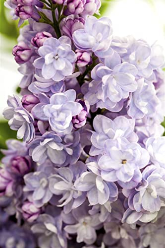 Syringa vulgaris 'Michel Buchner' 60-80 cm – Winterhart, Mehrjährig, Pflegeleicht – Flieder – Heckenpflanze für Garten & Sichtschutz