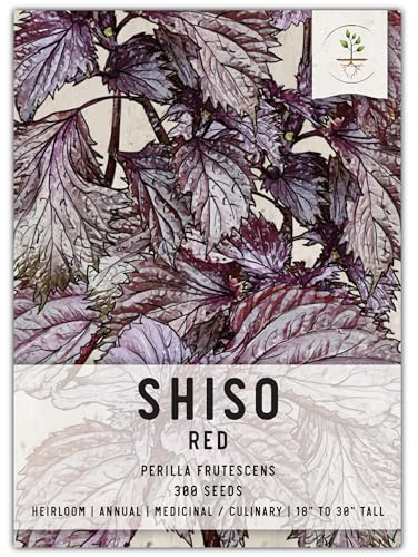 Seed Needs, Red Shiso Herb Seeds for Planting (Perilla frutescens) Single Package of 300 Seeds - Heirloom, Non-GMO & Untreated