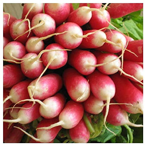 PREMIER SEEDS DIRECT - Radish - French Breakfast 2-10 Grams
