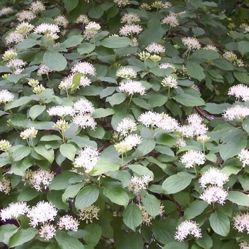 Cornouiller sanguin – Cornus sanguinea 40-60 cm pot | Arbuste indigène, bois rouge décoratif en hiver, idéal haie champêtre