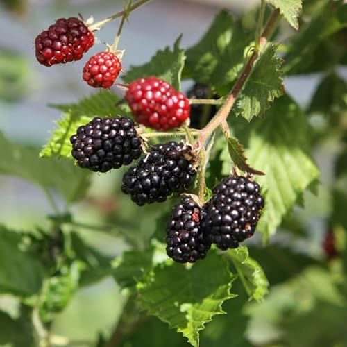 Pack 2 Thornless BlackBerry Plants Live to Grow 5 to 8 Inch Tall, Chester BlackBerry Bush Live Plant, Sweet Blackberries Fruit Tree Indoor Outdoor (Osage BlackBerry)