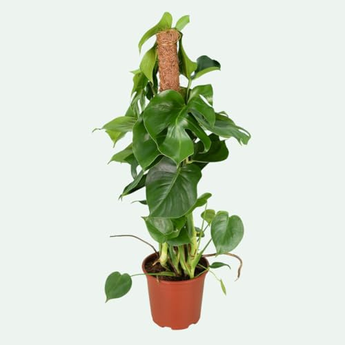 Monstera deliciosa (Fensterblatt) – große, pflegeleichte Zimmerpflanze – ikonisches Fensterblatt für grüne Atmosphäre – Topf Ø 19 cm, ca. 70 cm hoch