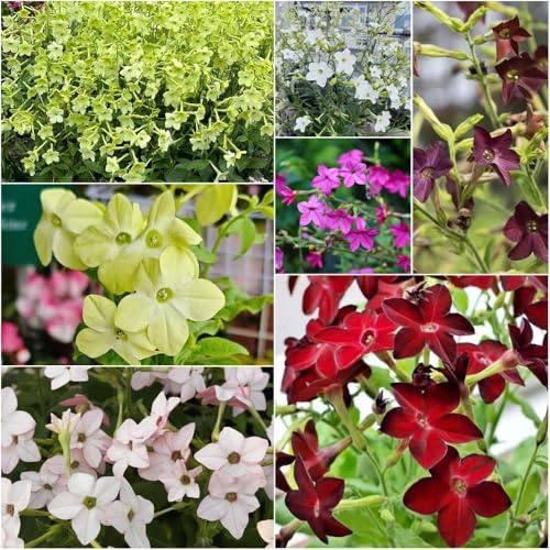 ornamentali di tabacco - semi semi balcone balcone giardino perenni resistenti scalatrici 70pcs