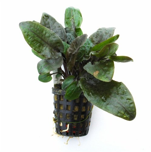 Aquafleur Crypt Bullosa
