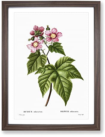 Blooming Raspberry Bush By Pierre Joseph Redoute Vintage Framed Wall Art Print, Ready to Hang Picture for Living Room Bedroom Home Office Décor, Walnut A2 (64 x 46 cm)