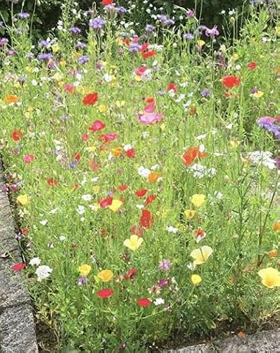 Cornfield Annuals Wildflower Seeds, Poppy, Chrysanthemum coronarium, Cornflower, Corn Cockle, Pot Marigold, Purple coneflower (50, Grams)