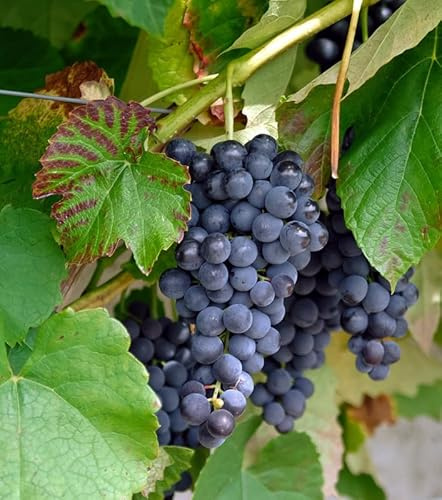 Venus, pilzfeste Weinrebe, blau, kernlose Beeren, im Topf