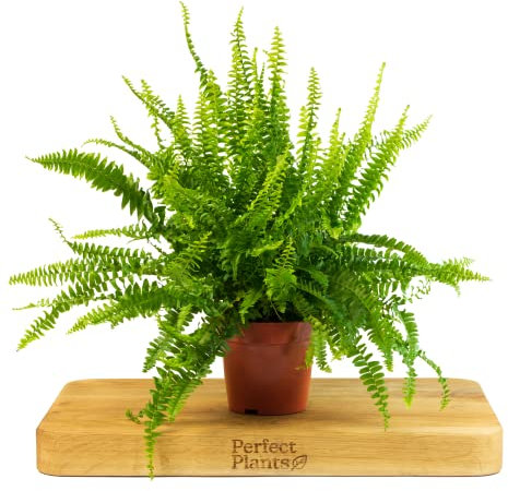 Boston Fern Indoor Plant - Nephrolepis Exaltata in a 12cm Pot