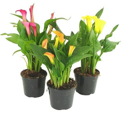 Calla o Lirio de Agua - Pack de 3 Plantas - Flores de Colores Llamtivos - Zantedeschia - Plantas Vivas