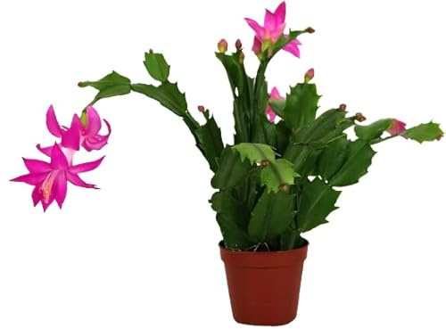 Planta Flor de Navidad Cactus Schlumbergera Planta Viva