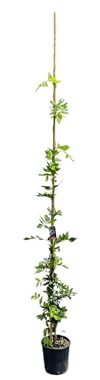 Tropictrees, Blaue Regen Pflanze - Wisteria Sinensis | Winterharte Kletterpflanze für Garten & Balkon | Üppige Blüte, Pflegeleicht und Schnellwachsend - Blauregen - 200cm