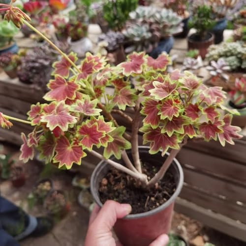 Geranien, balkonpflanzen wohnzimmer deko steingartenpflanzen winterhart bodendecker wildblumensamen balkongewächshäuser zimmerpflanzen geschenke für gärtner alte sorten seltene 100Samen