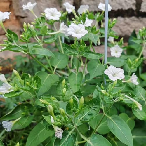 wunderblumesamen - gartendeko für draußen kräuterpflanzen frühlingsblume winterharte kübelpflanzen kletterpflanzen steingartenpflanzen balkonpflanzen ausgefallene geschenke bonsai 65samen