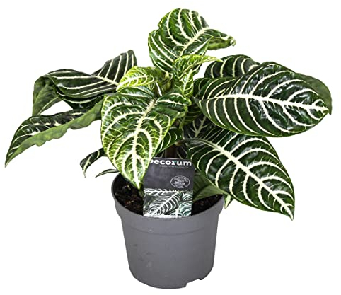Plant in a Box - Aphelandra - Plante d'interieur - Plante Zébrée - Pot 13cm - Hauteur 25-45cm